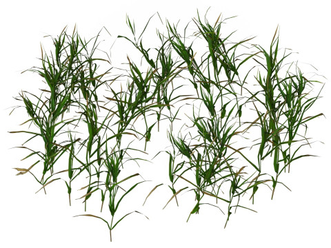 Game Ready Grass 06 3D मॉडल