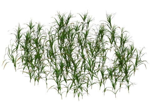 Game Ready Grass 07 3D मॉडल