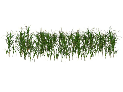 Game Ready Grass 07 3D Model