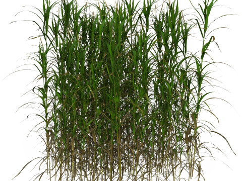 Game Ready Grass 08 3D Model