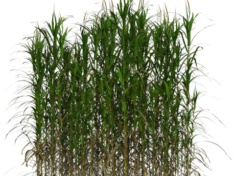 Game Ready Grass 08 3D Model