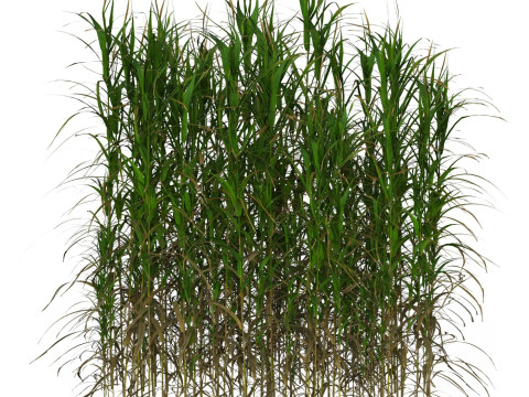 Game Ready Grass 08 3D Model