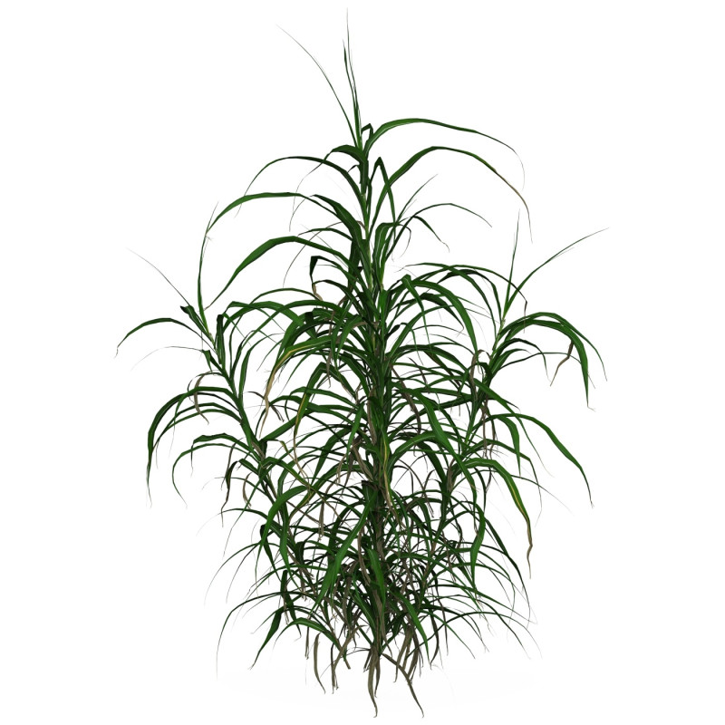 Game Ready Grass 10 3D 模型 .c4d .max .obj .3ds .fbx .stl .blend 