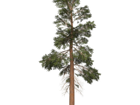Game Ready Tree 22 3D मॉडल
