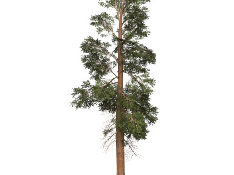 Game Ready Tree 22 Modelo 3D