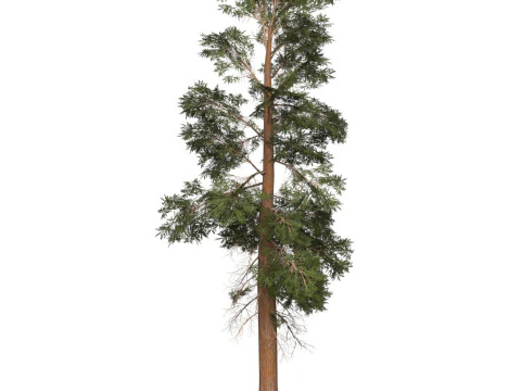 Game Ready Tree 22 3D Model