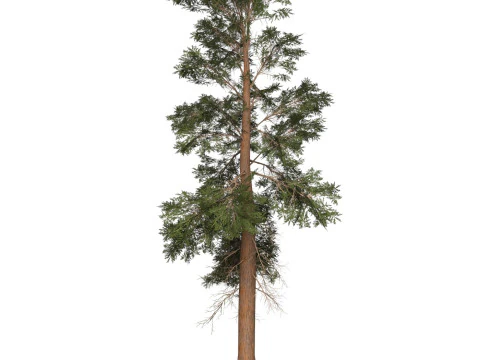 Game Ready Tree 22 3D Model