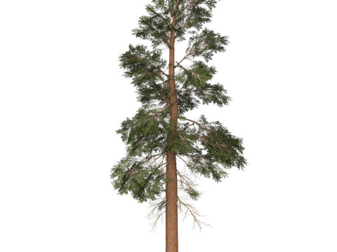 Game Ready Tree 22 Modelo 3D