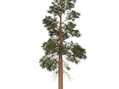 Game Ready Tree 22 3D Model