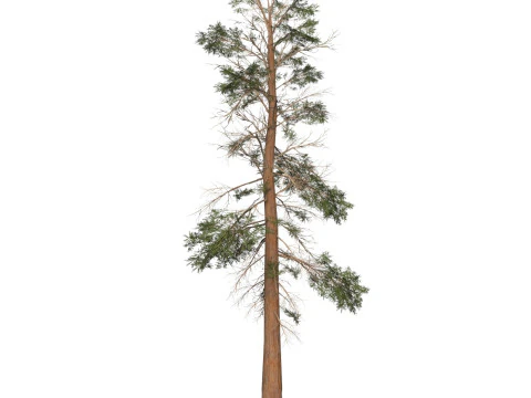 Game Ready Tree 23 3D Model