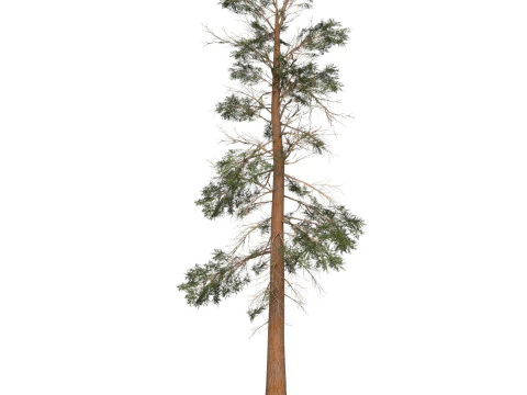 Game Ready Tree 23 3D Model