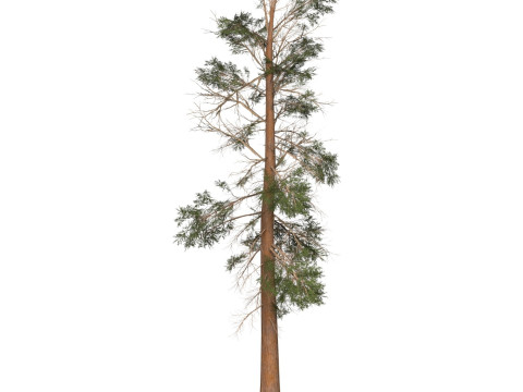 Game Ready Tree 23 Modelo 3D