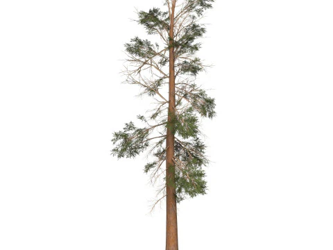 Game Ready Tree 23 3D Model