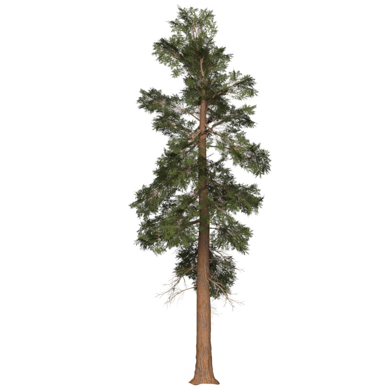 Game Ready Tree 24 3D Model .c4d .max .obj .3ds .fbx .stl .blend 