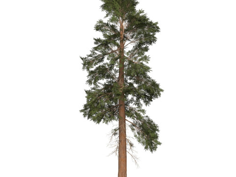 Game Ready Tree 24 3D Model