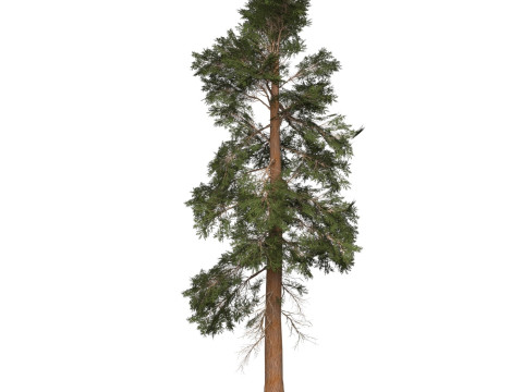 Game Ready Tree 24 3D Model