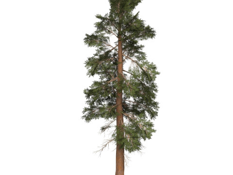 Game Ready Tree 24 3D Model