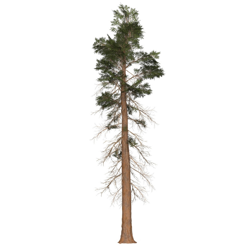 Game Ready Tree 25 3D-Modell .c4d .max .obj .3ds .fbx .stl .blend 