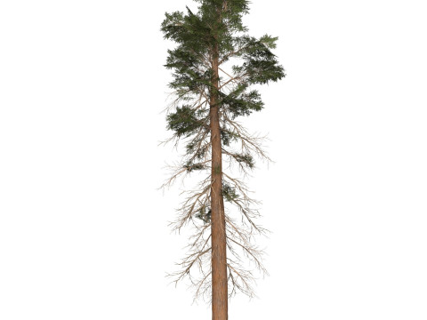 Game Ready Tree 25 3D मॉडल