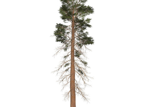 Game Ready Tree 25 3D-Modell