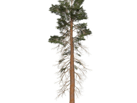Game Ready Tree 25 3D-Modell