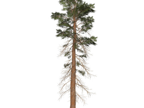 Game Ready Tree 25 3D-Modell