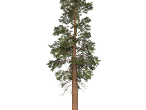 Game Ready Tree 26 3D मॉडल