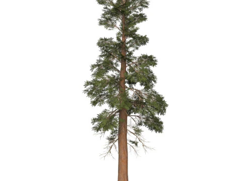 Game Ready Tree 26 3D Model