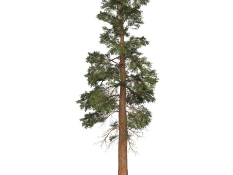 Game Ready Tree 26 3D मॉडल