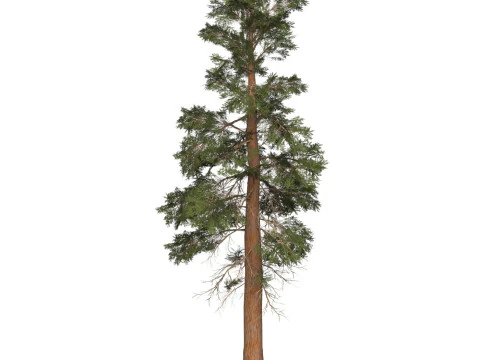 Game Ready Tree 26 3D Model