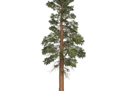 Game Ready Tree 26 3D Model
