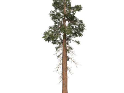 Game Ready Tree 27 3D Model