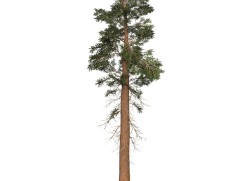 Game Ready Tree 27 3D Model