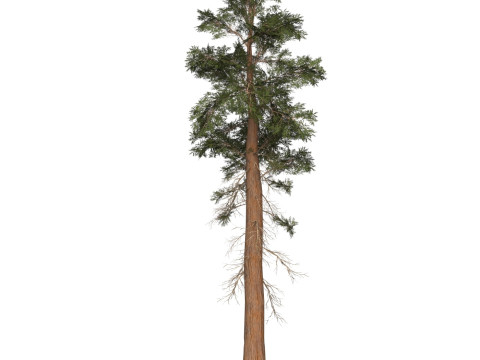 Game Ready Tree 27 3D Model
