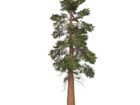 Game Ready Tree 28 3D Model