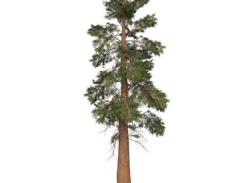 Game Ready Tree 28 3D Model