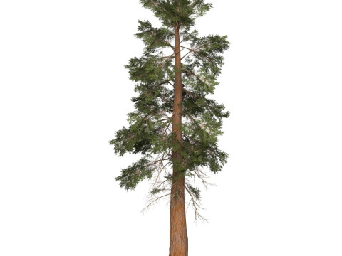 Game Ready Tree 28 3D Model