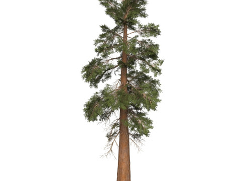 Game Ready Tree 28 3D Model