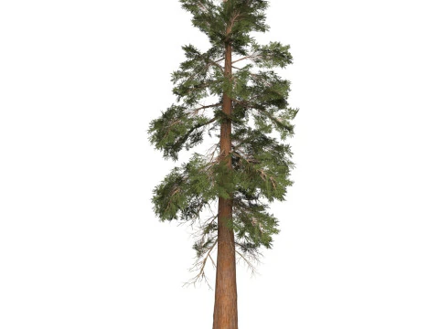 Game Ready Tree 28 3D Model