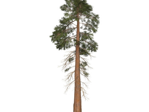 Game Ready Tree 29 3D मॉडल