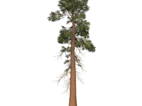 Game Ready Tree 29 3D 모델