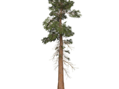 Game Ready Tree 29 3D 모델