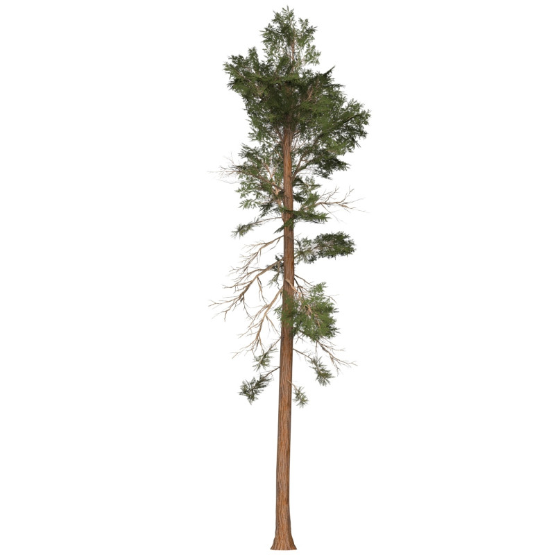 Game Ready Tree 30 3D-Modell .c4d .max .obj .3ds .fbx .stl .blend 
