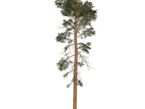 Game Ready Tree 30 3D-Modell