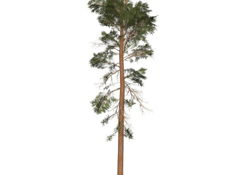 Game Ready Tree 30 3D Model