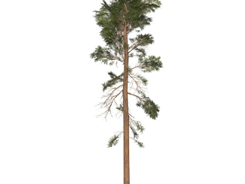 Game Ready Tree 30 3D-Modell