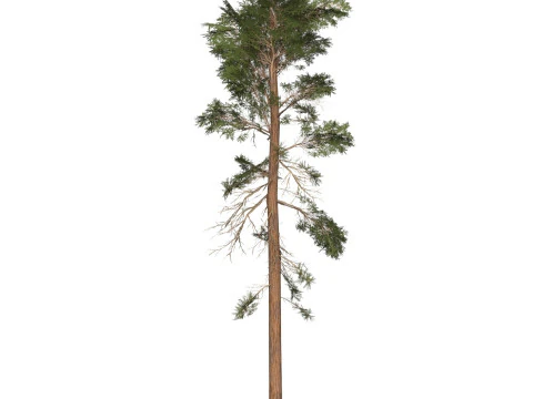 Game Ready Tree 30 3D Model