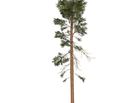 Game Ready Tree 30 3D Model