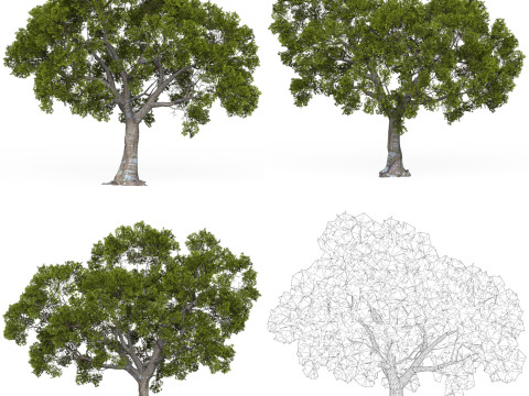 32 Game Ready Tree Collection Modelo 3D