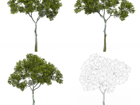 32 Game Ready Tree Collection 3D Model